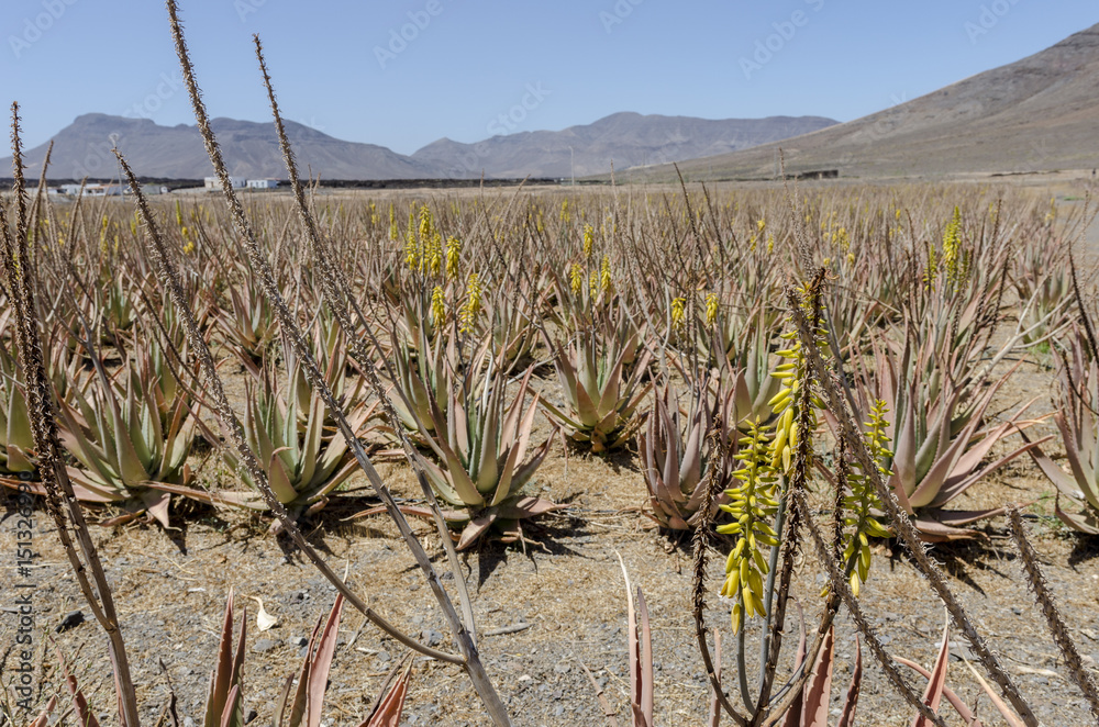 Plantation of medicinal aloe vera plant in the Canary Islands, Spain. Field is artificially irrigated due to the arid climate. Plantation of medicinal aloe vera plant in the Canary Islands, Spain. Field is artificially irrigated due to the arid climate.