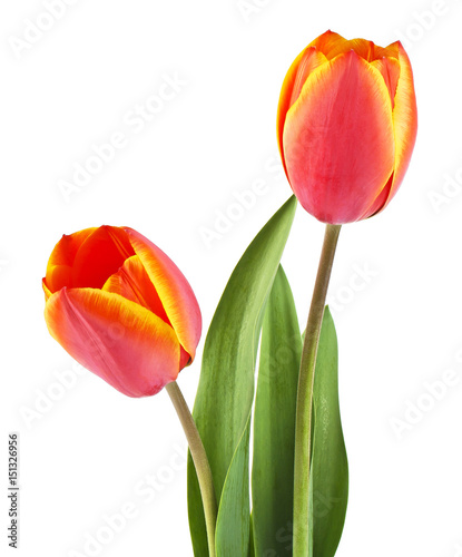 Tulip flowers isolated on a white background