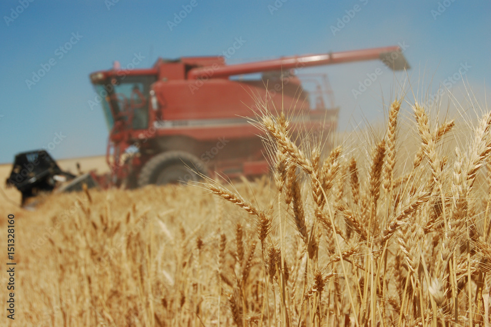 Obraz premium Harvest