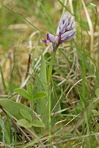 Aufblühendes Helm-Knabenkraut (Orchis militaris) 