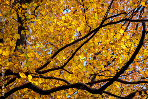 Yellow leaves on a tree