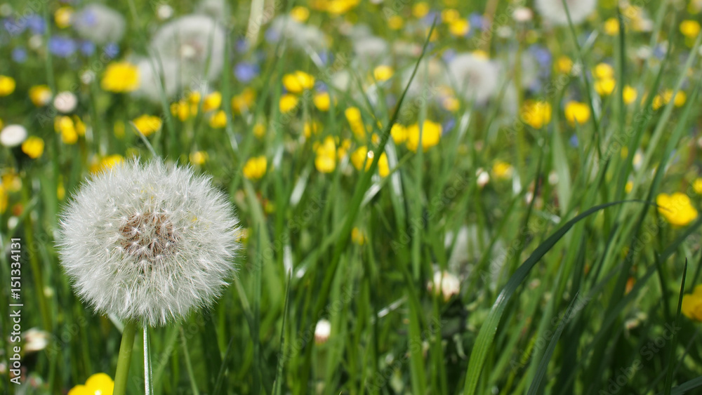 One simple dandelion in a bild field with butter cups One simple dandelion in a bild field with butter cups