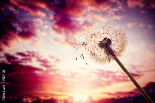 Fototapeta Naklejka Na Ścianę i Meble -  Dandelion silhouette against sunset