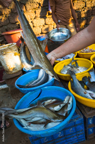 Sale of sharks in the markets of different cities of Goa