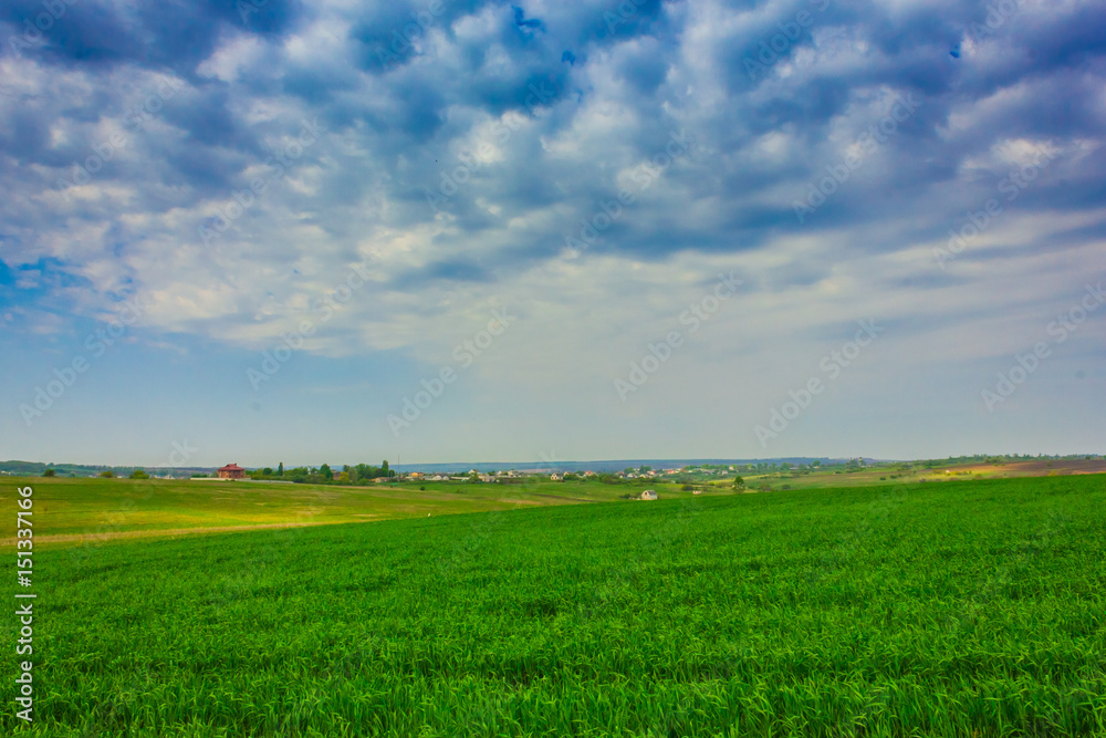 Field of green rye