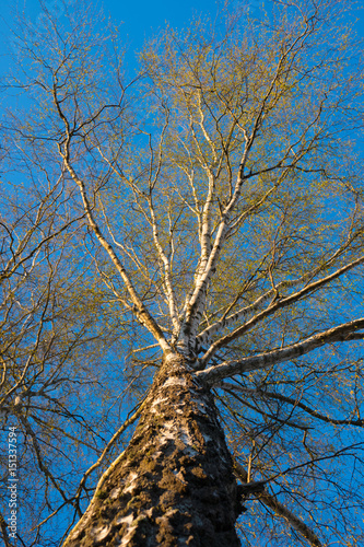 Fototapeta Naklejka Na Ścianę i Meble -  The birch trunk in the blue sky illuminated by sunset light