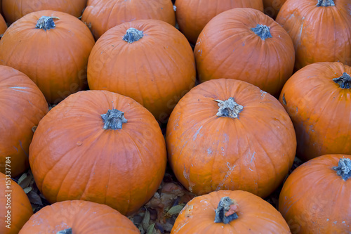 A collection of freshly picked pumpkins 
