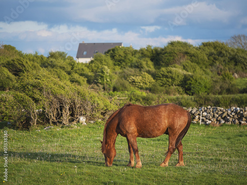 Brown horse eating grass in a pasture