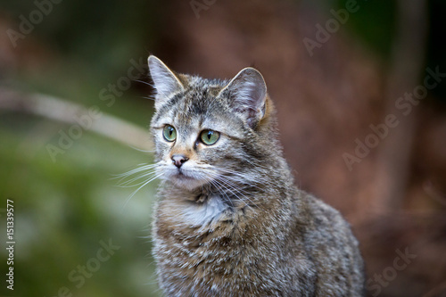 Image of a Wildcat (Felis silvestris) in Germany