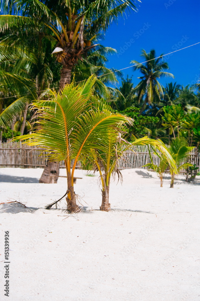 Obraz premium Landscape of paradise tropical island with palms and white sand beach