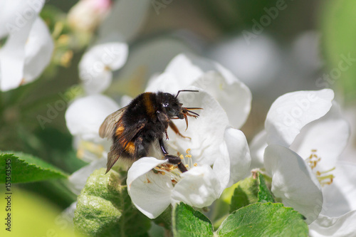 Bumblebee pollinating a flowering apple tree closeup