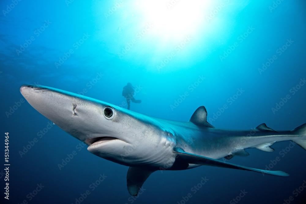 Fototapeta premium Blue shark, prionace glauca, Atlantic ocean, Simon's Town, South Africa