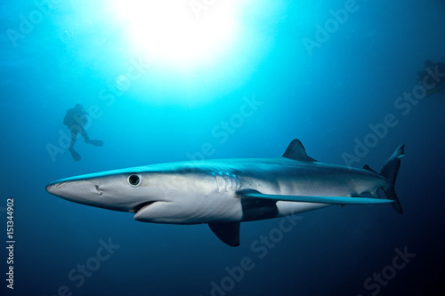 Blue shark  prionace glauca  Atlantic ocean  Simon s Town  South Africa