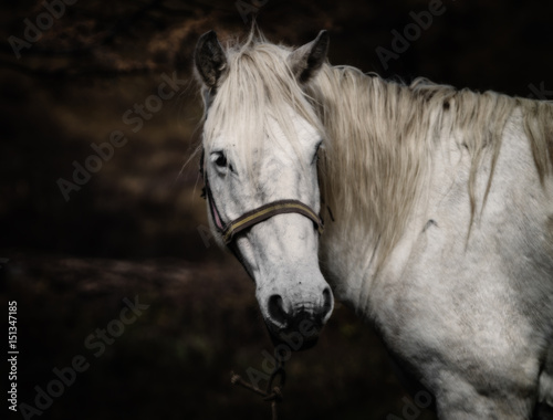 Portrint of a white horse on a dark background