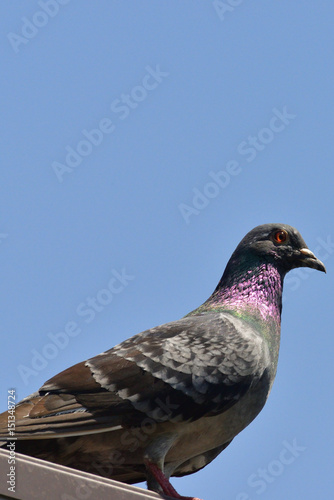 rock dove