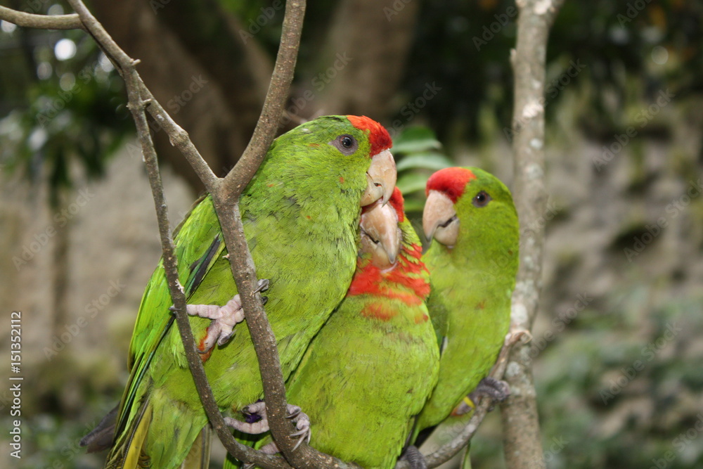 Grupo de pericos verdes.