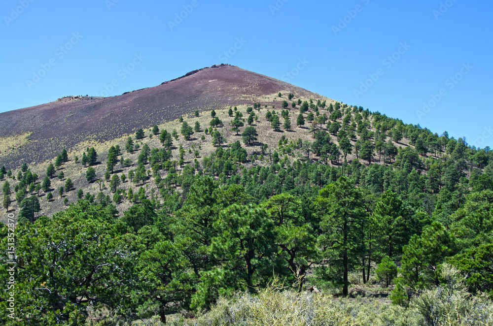 Pine Trees Grow in Lava at Sunset Crater Volcano National Monument