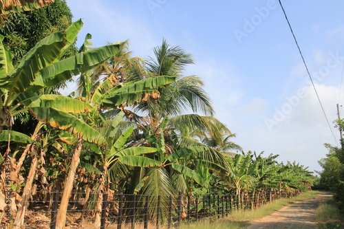 Platanar. San Juan de Urabá, Antioquia, Colombia. 