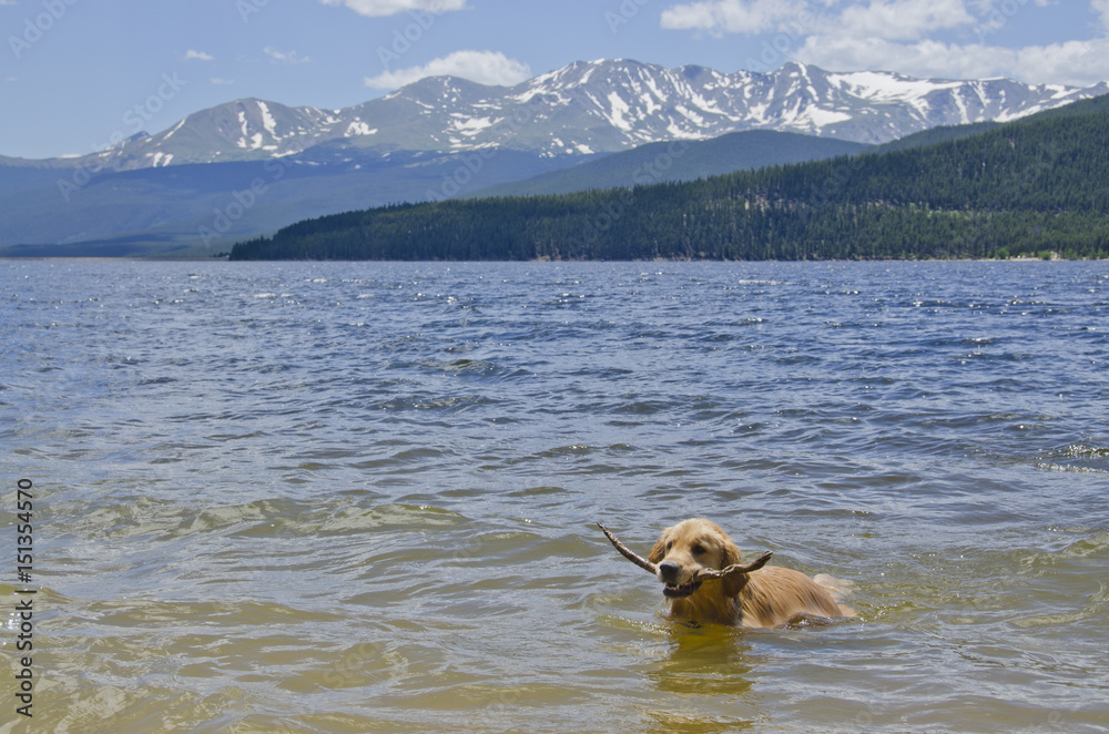 Golden Retriever Dog Swimming with Stick in Mountain Lake Golden Retriever Dog Swimming with Stick in Mountain Lake