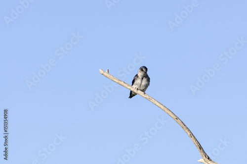 Purple Martin eye contact © Vinoverde