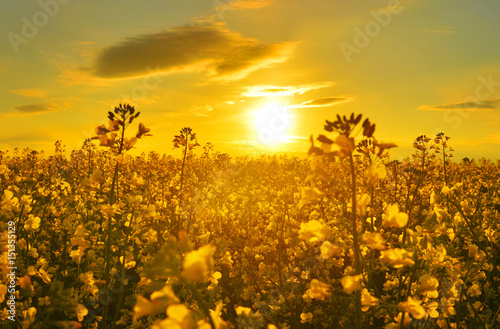 Rapeseed