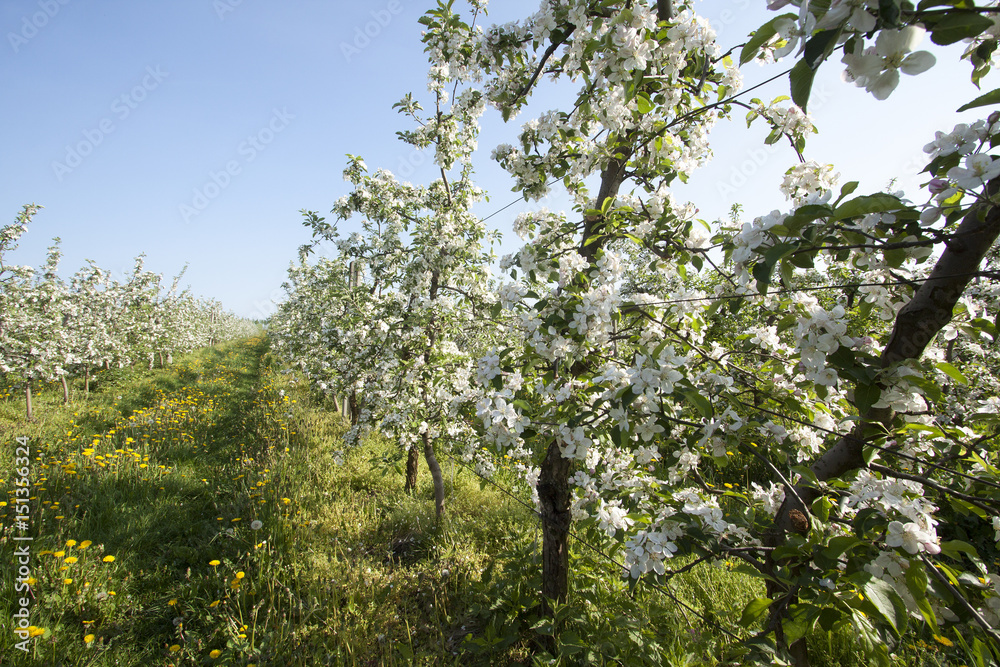 bloom apple trees plantation