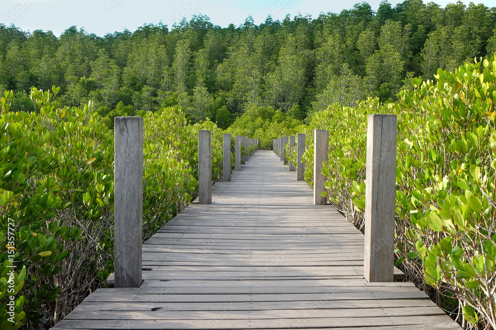 Mangrove forest Nature and Forest Klaeng in Rayong, Thailand Mangrove forest Nature and Forest Klaeng in Rayong, Thailand