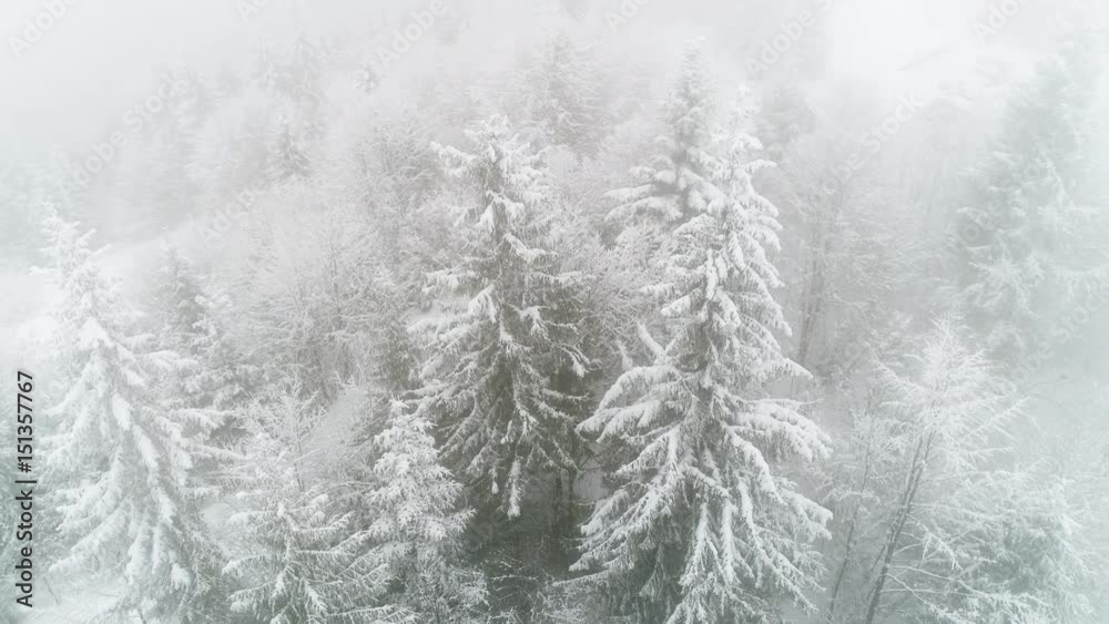 Winter Carpathian, fly over fir tree in the snowstorm. Winter Carpathian, fly over fir tree in the snowstorm.