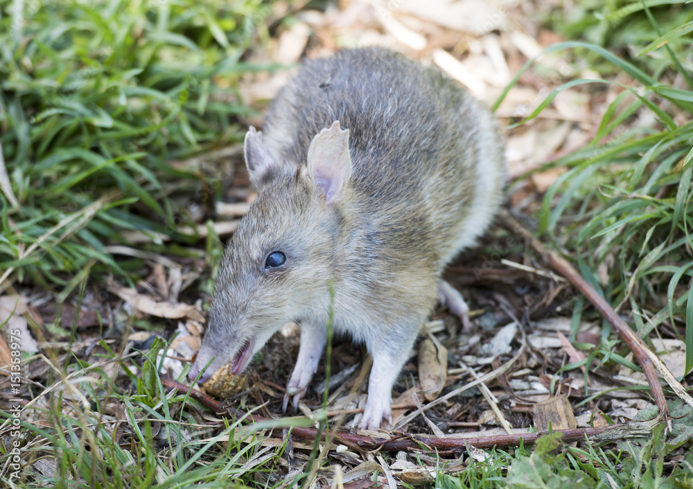 Eastern Barred Bandicoot in Tasmania, Australia. Eastern Barred Bandicoot in Tasmania, Australia.