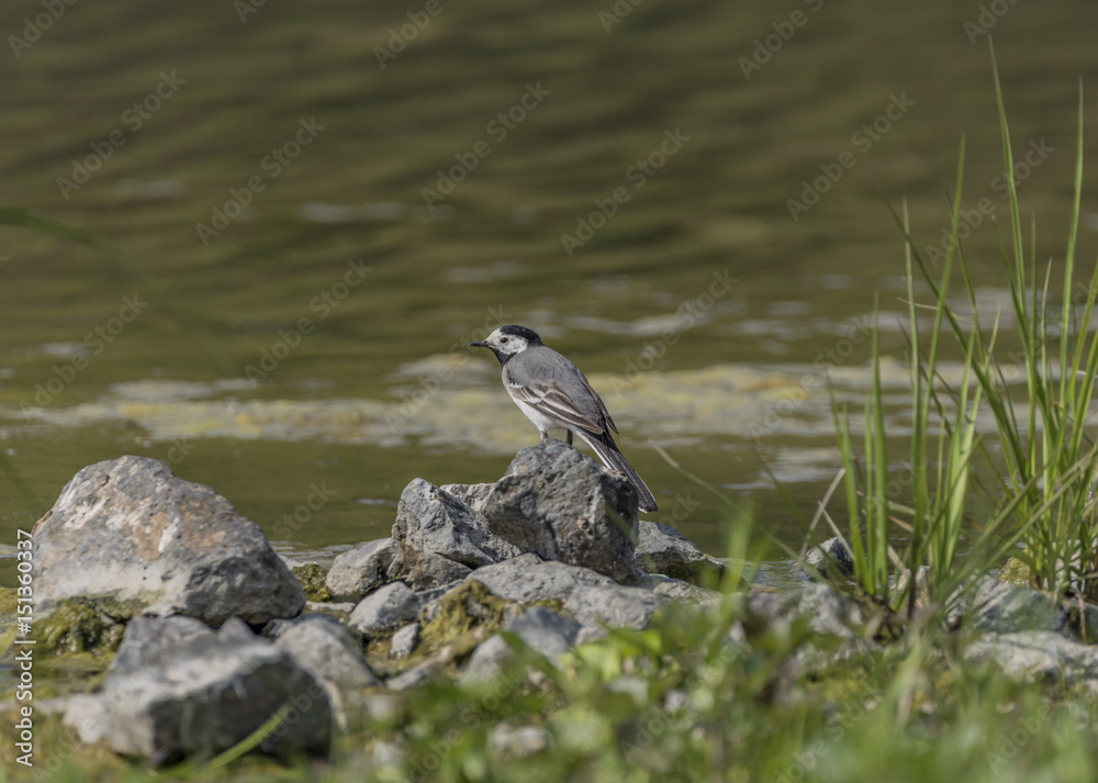 Fototapeta premium Wagtail bird near lake in spring