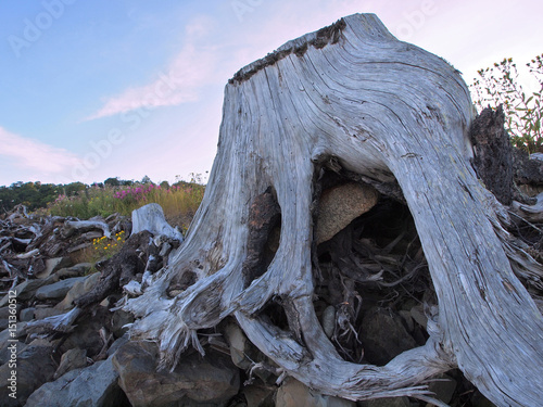 Large stump among the driftwood scattered on the ocean beach