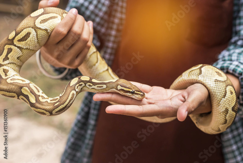 close up python bivittatus or burmese python snake in the hand 