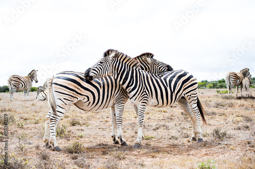 two zebras full height opposite each other