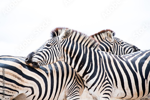 two zebras roughly in love