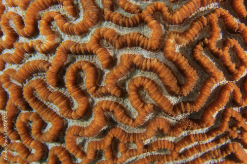 Coral closeup abstract nature background