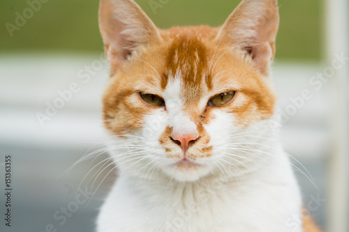 portrait of white-light brown cat isolated on blur background © PORNCHAI SODA