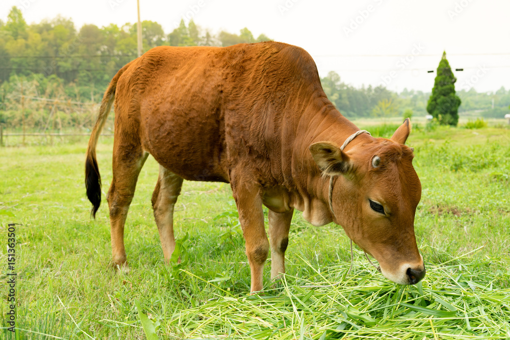 portrait the brown cow grazing the grass on the field portrait the brown cow grazing the grass on the field