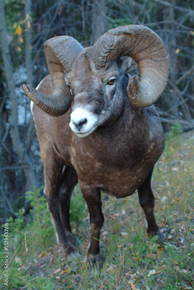 Bighorn Sheep (Ovis canadensis) Bighorn Sheep (Ovis canadensis)