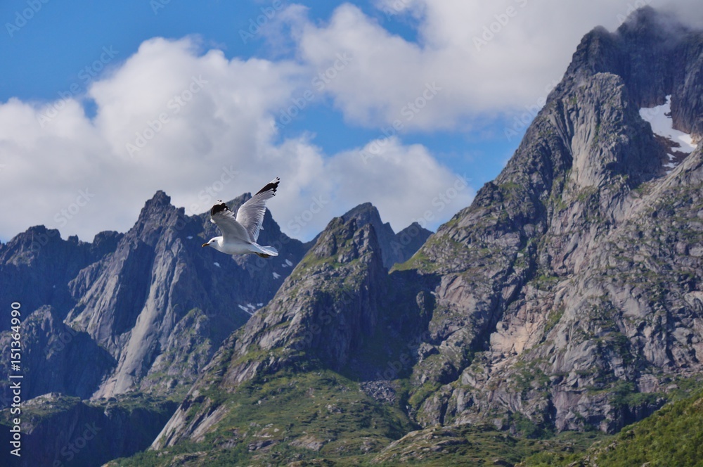 A seagull bird flying in the sky in Norway