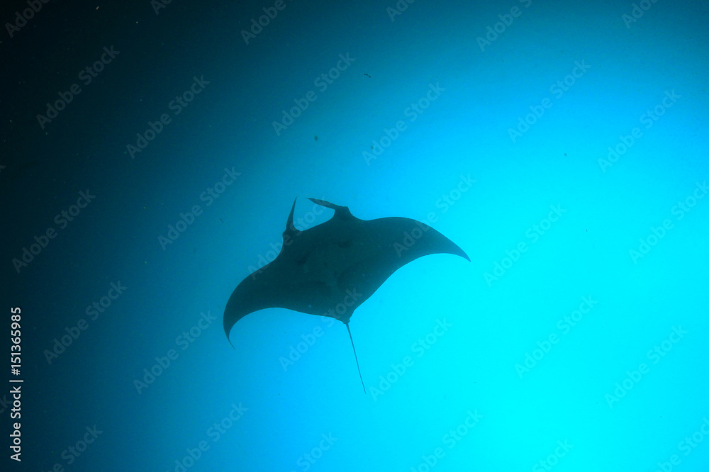 Fototapeta premium Manta Ray