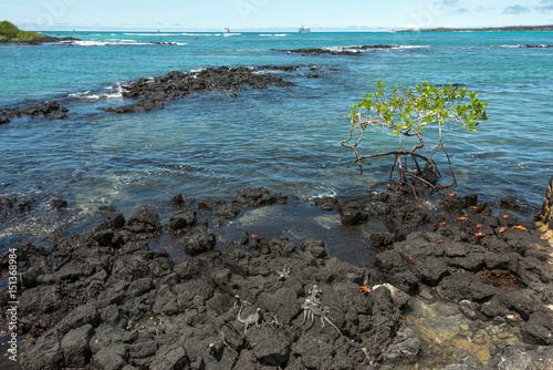 Galapagos Marine Iguanas and Sally Lightfoot Crabs are on the volcanic stone. Santa Cruz, Galapagos Islands, Ecuador