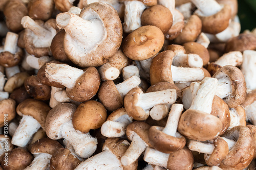 Shiitake mushroom