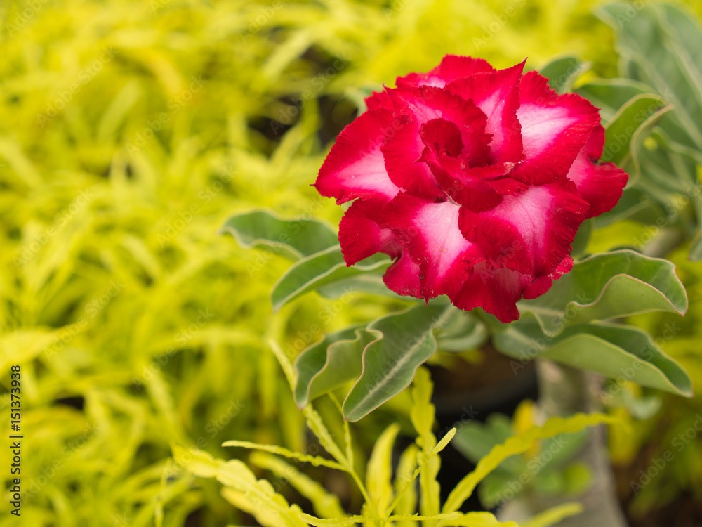 The Red White Azalea Flower The Red White Azalea Flower