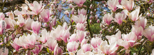 Blooming colorful magnolia flowers in sunny garden or park, springtime photo