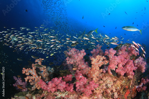 Underwater coral reef in ocean