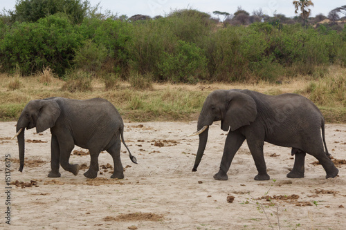 A Pair of African Elephants in Tanzania