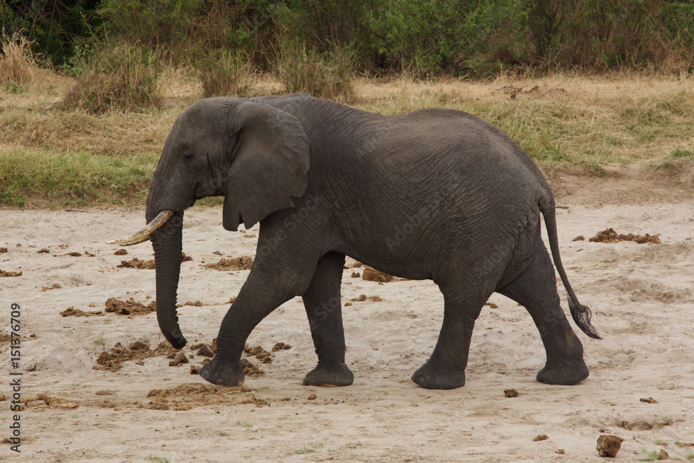 An Adult African Elephant in Tarangire National Park