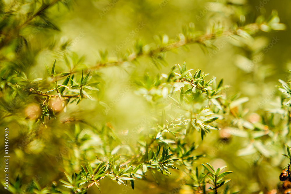 fresh leaves background, trees in forest or park fresh leaves background, trees in forest or park