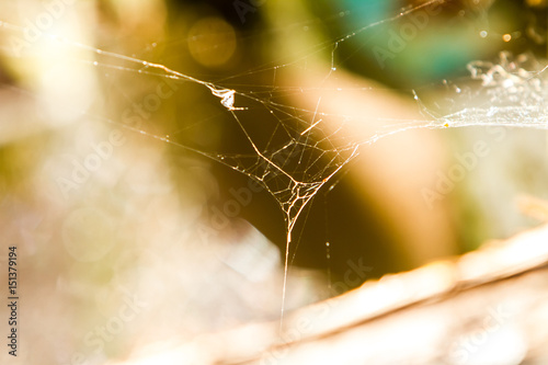 spider net, abstract web on natural background