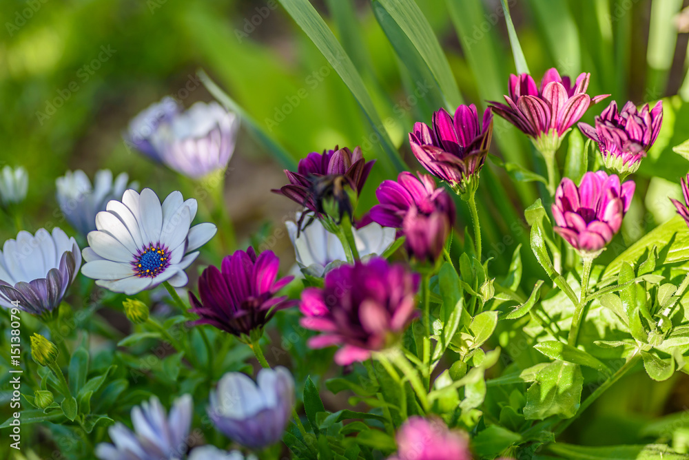 macro white and purple daisies in dappled spring sunlight macro white and purple daisies in dappled spring sunlight